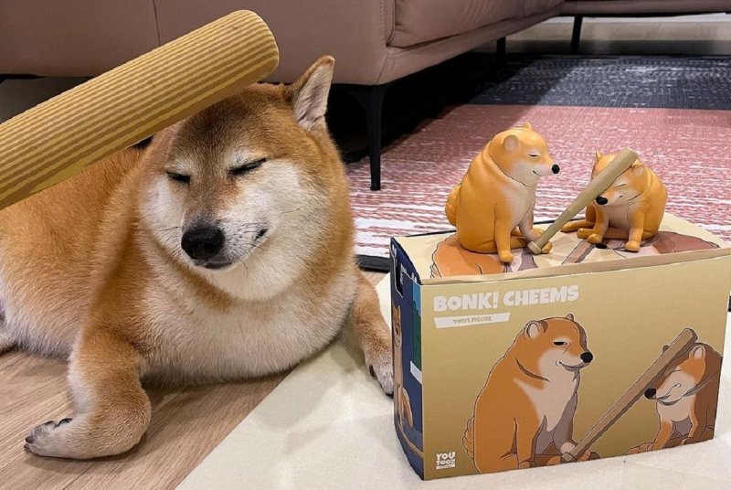 Собака сиба ину щенок