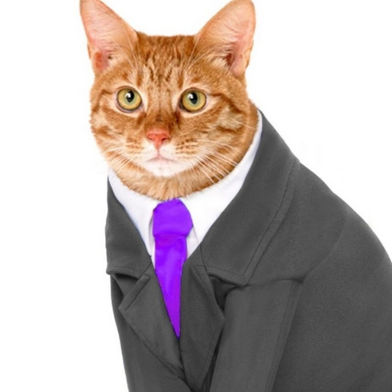 Кошка в пиджаке