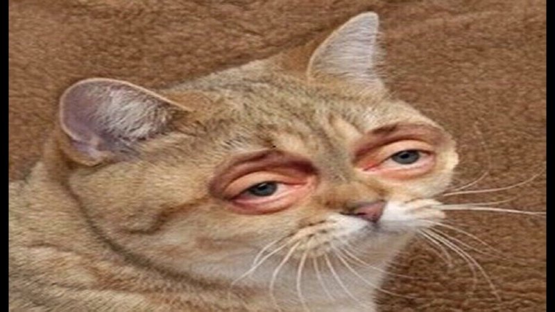 Кот психопат