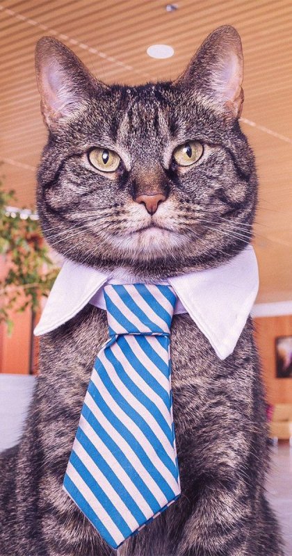 Кот в пиджаке