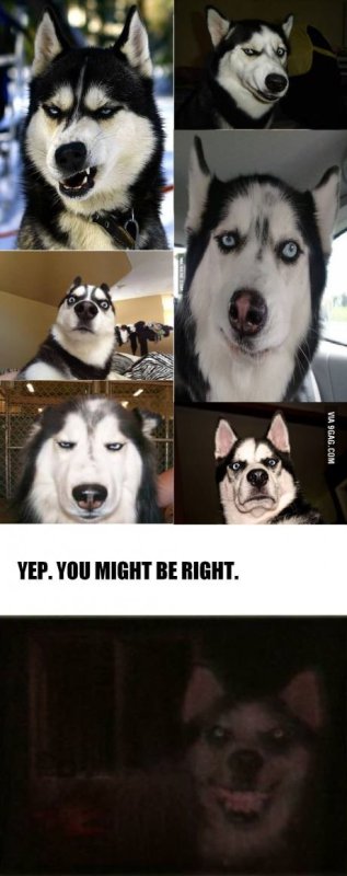 Хаски смешные