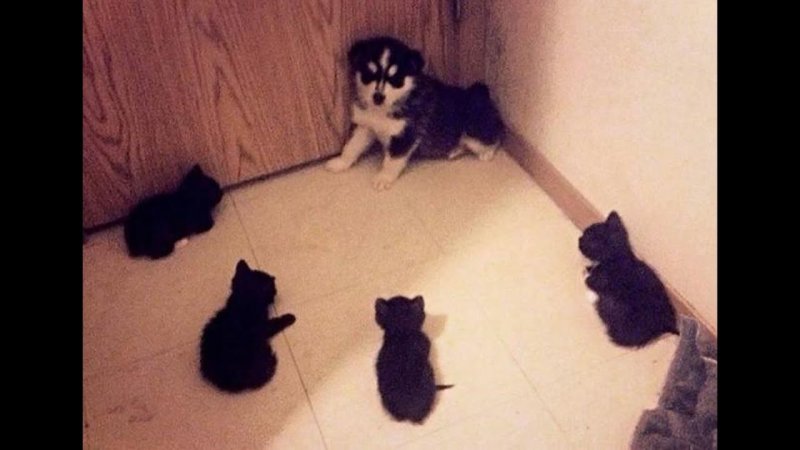 Кот зажатый в угол