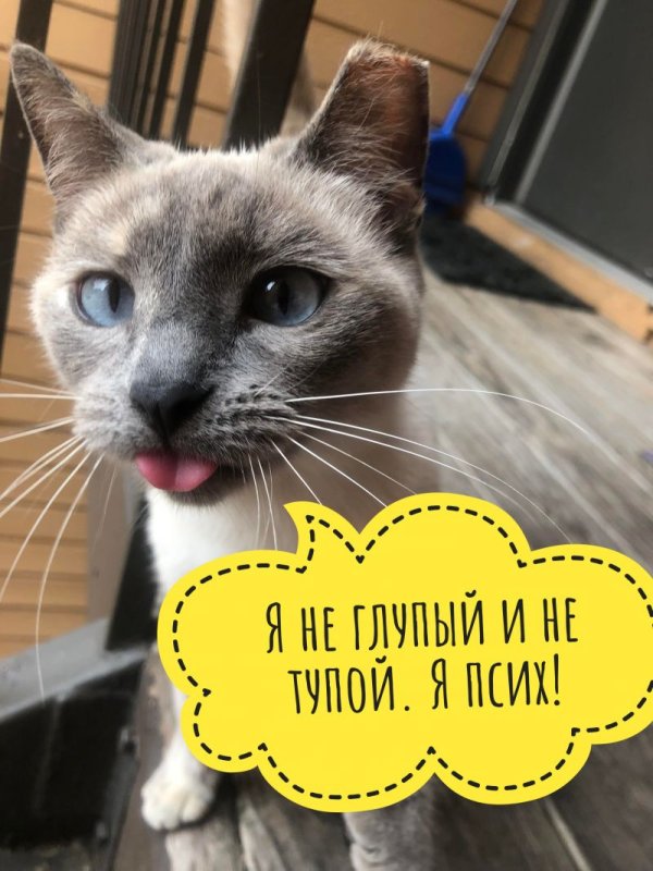 Я не глупая