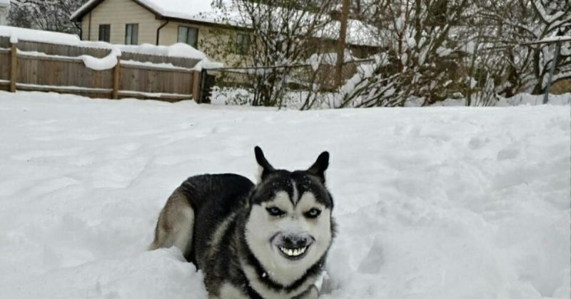 Хаски мемы
