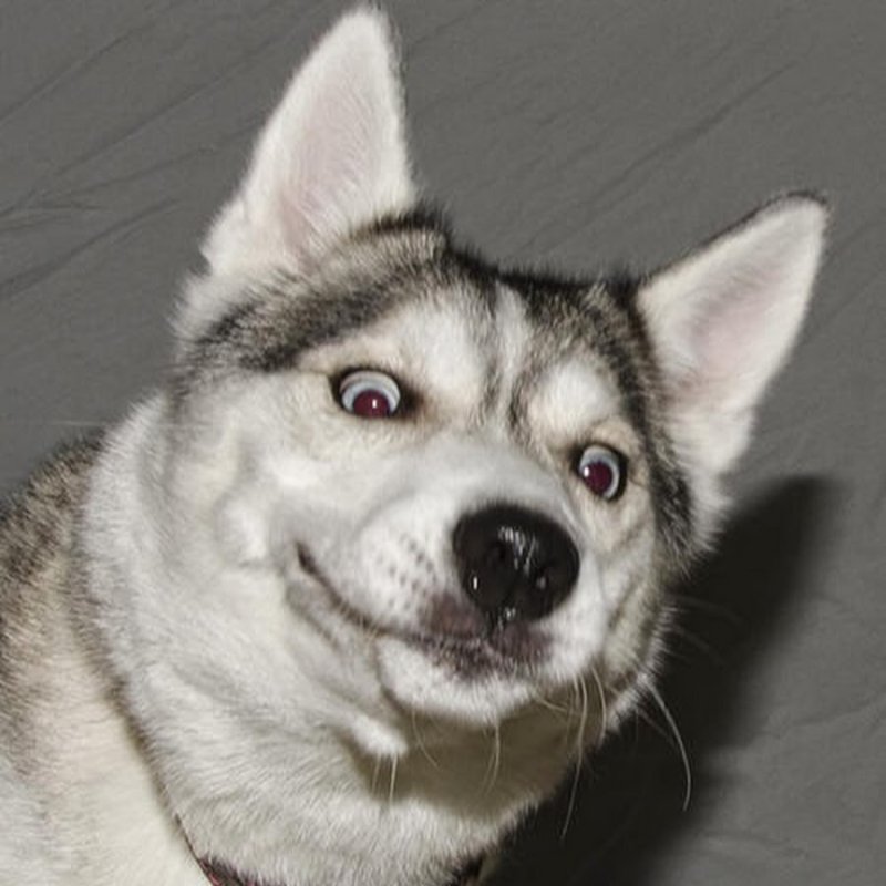 Хаски смешные