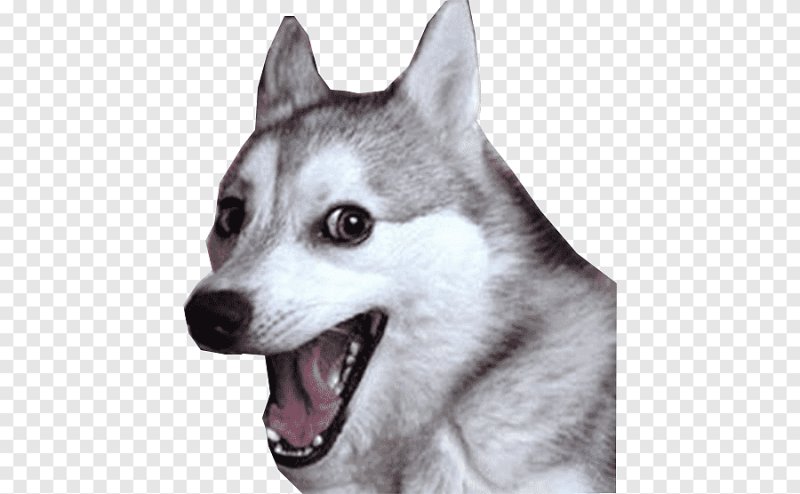 Хаски Упоротая