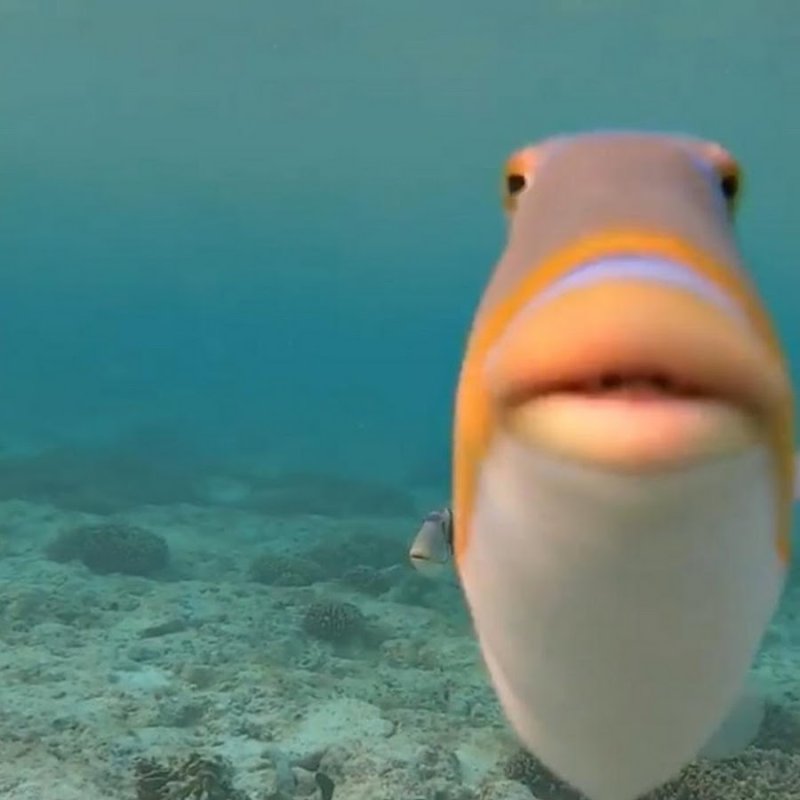 Смешные рыбы