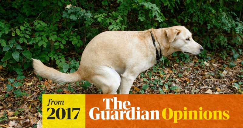 Лайк поставлю собака