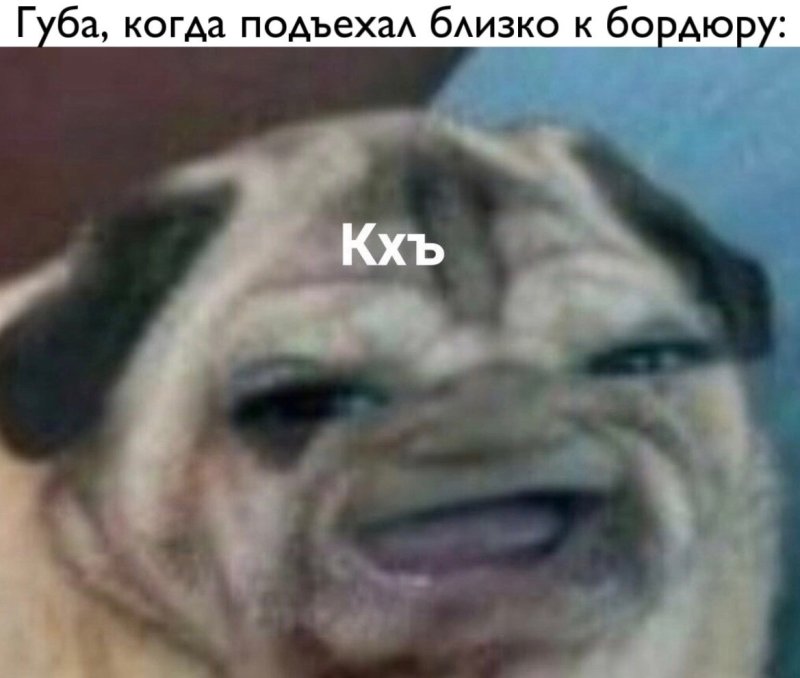 Мопс с лицом человека