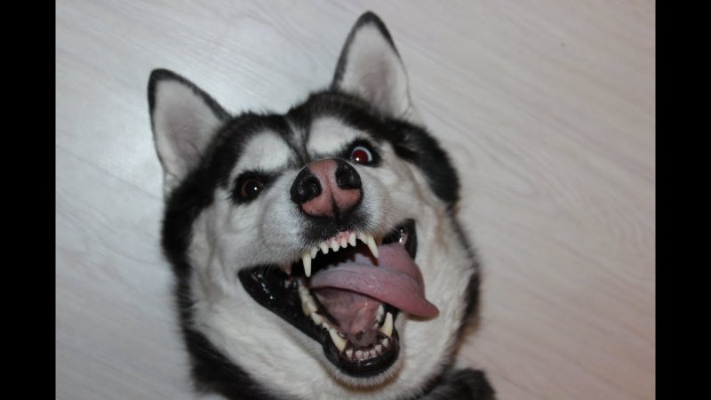 Хаски Мем