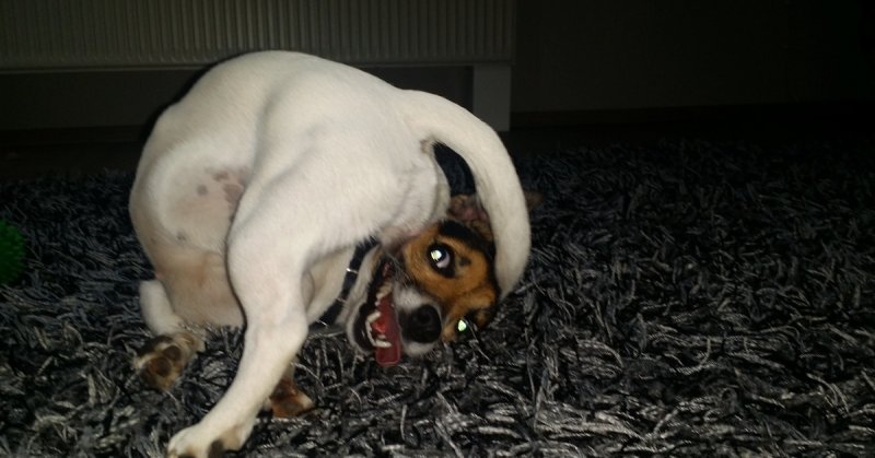 Джек Рассел