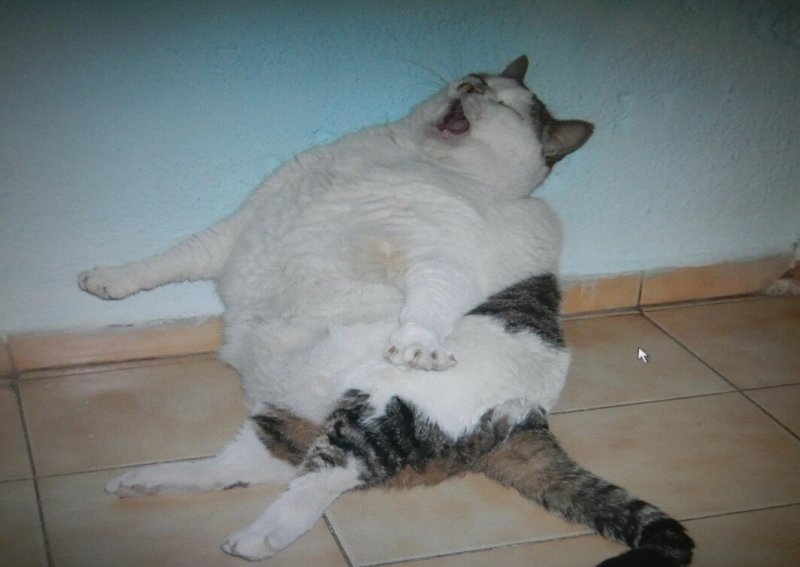 Толстый кот
