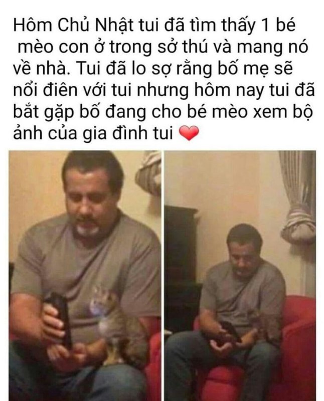 Папа не хотел кота