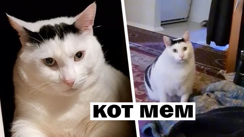 Кот Мем