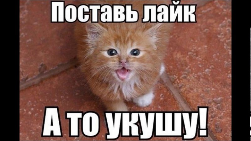 Поставь лайк пожалуйста