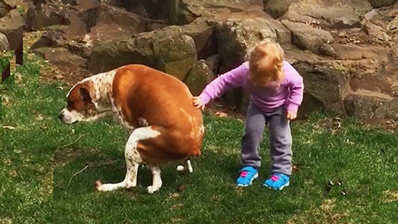 Собака гадит