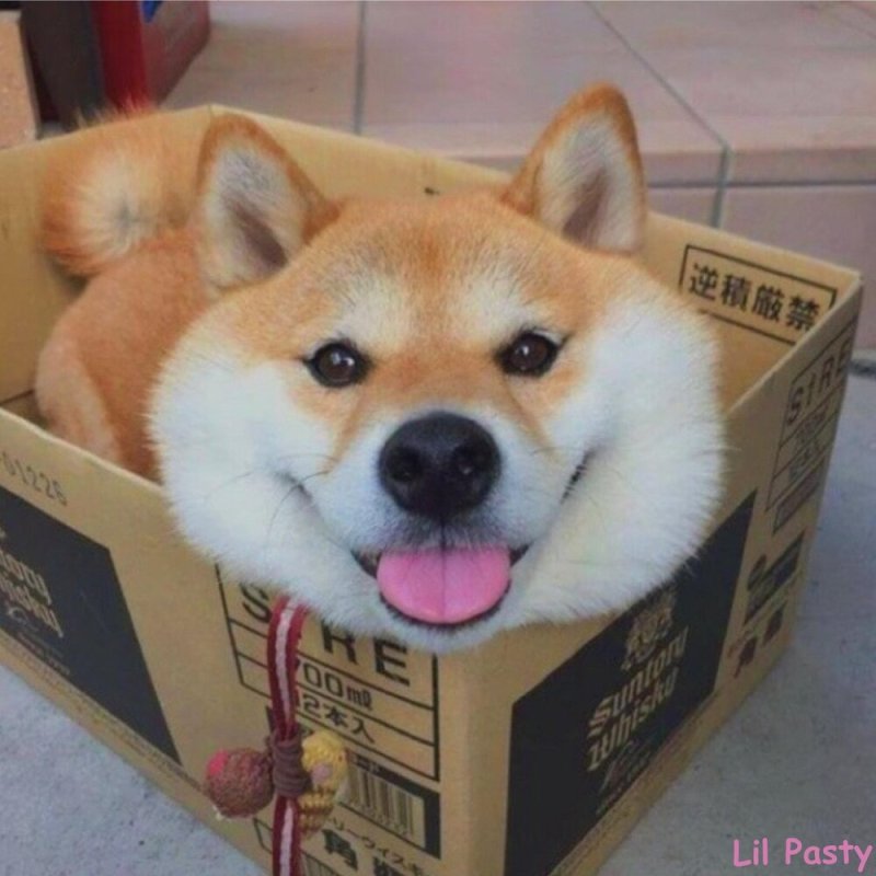 Милая собачка в магазине за покупками