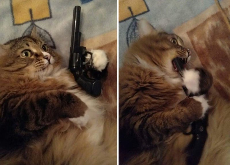 Котенок с пистолетом