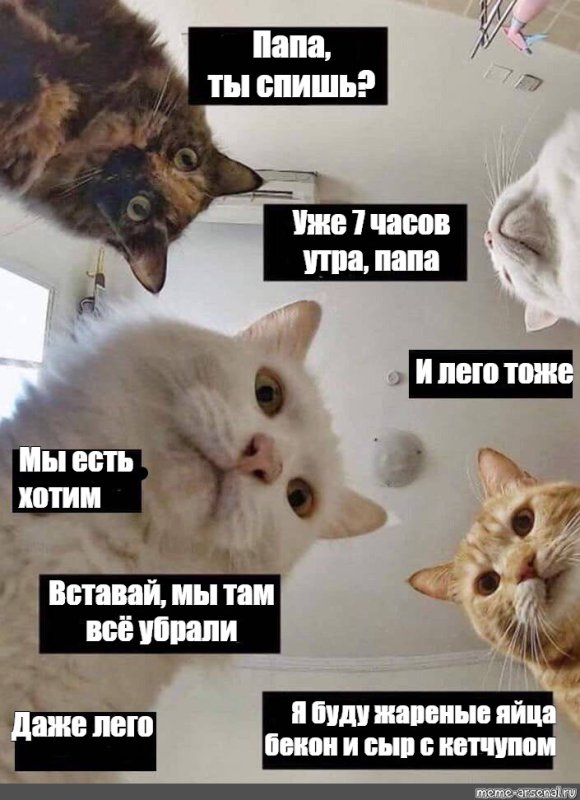 Кот мама Мем