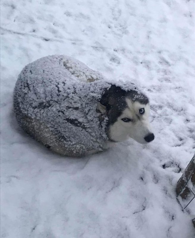 Собака в сугробе