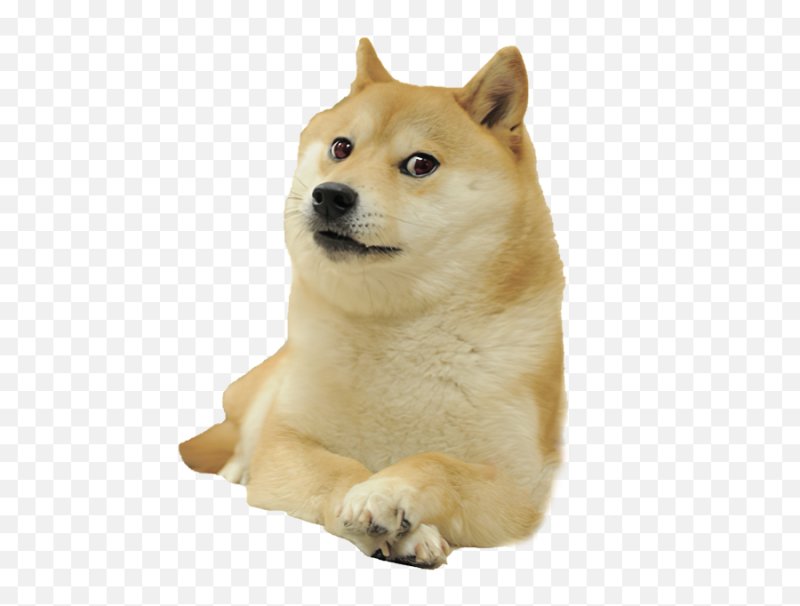 Коин собака