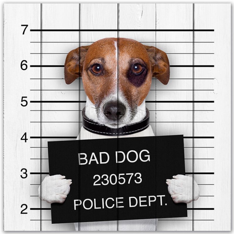 Джек Рассел собака