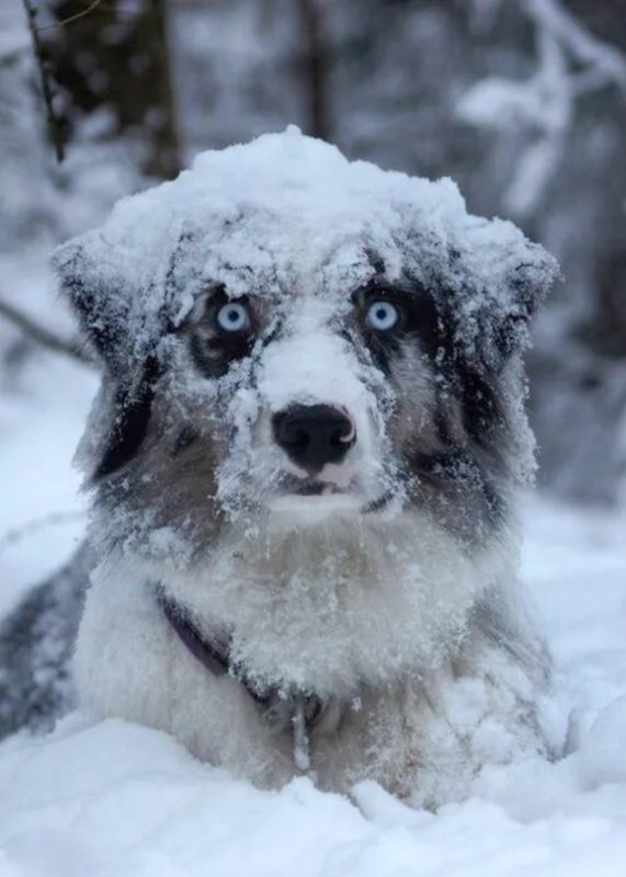 Собака в снегу