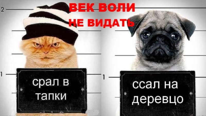 Кот с табличкой ссал в тапки