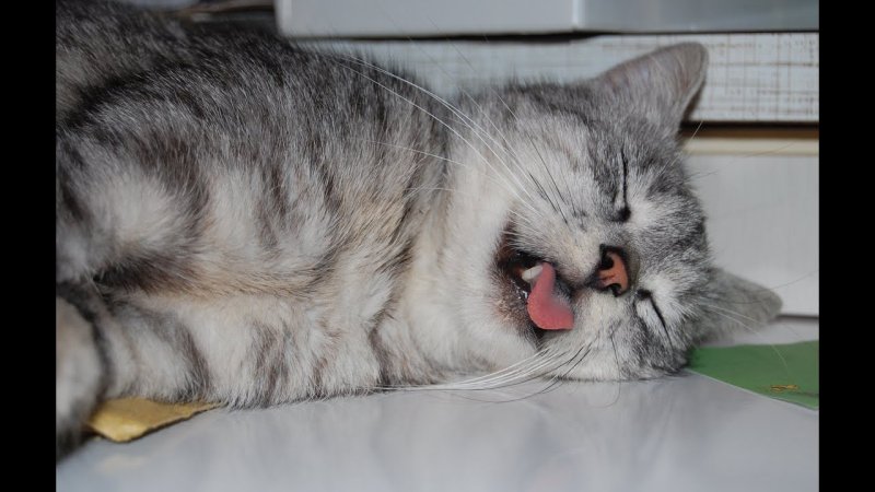 Уставший котик