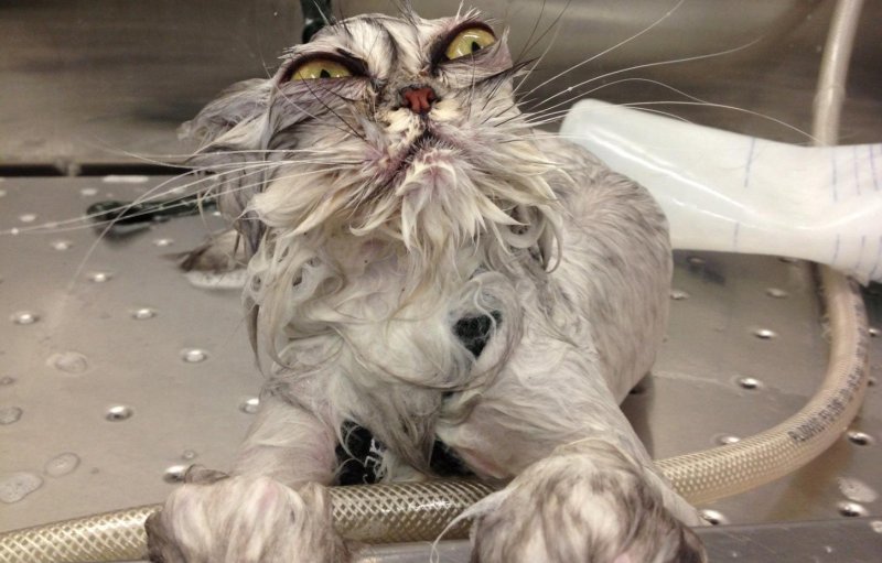 Мокрая кошка