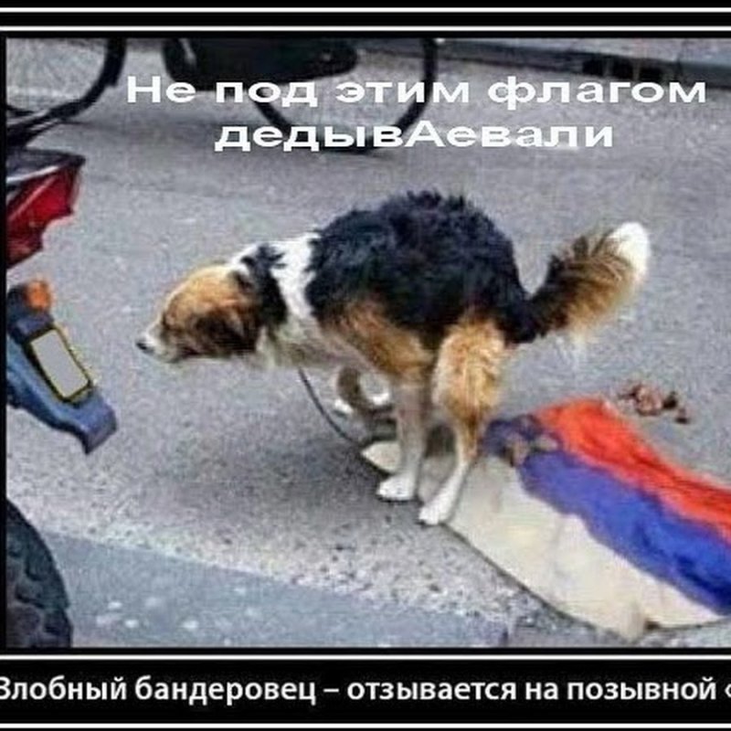 Собака нагадила