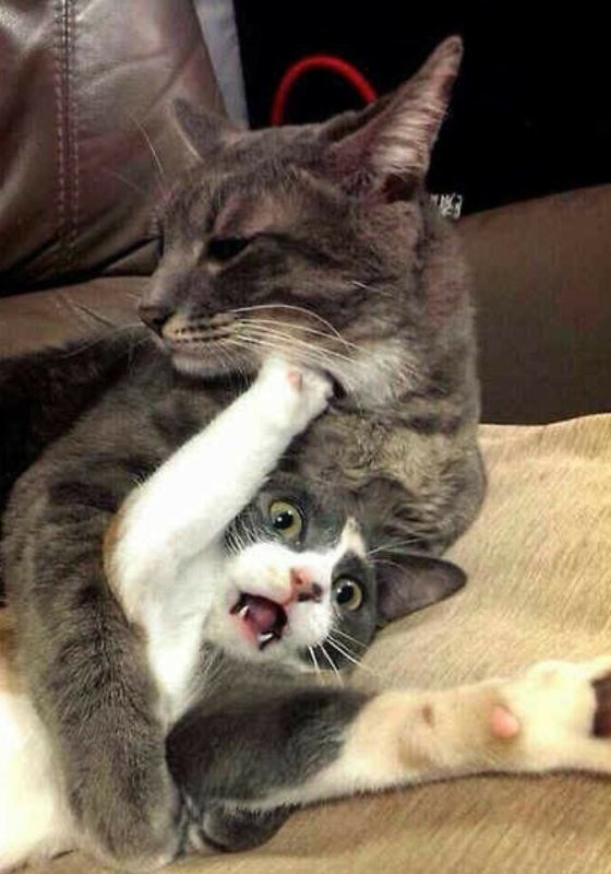 Кот обнимает