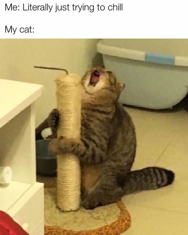 Кот у когтеточки Мем