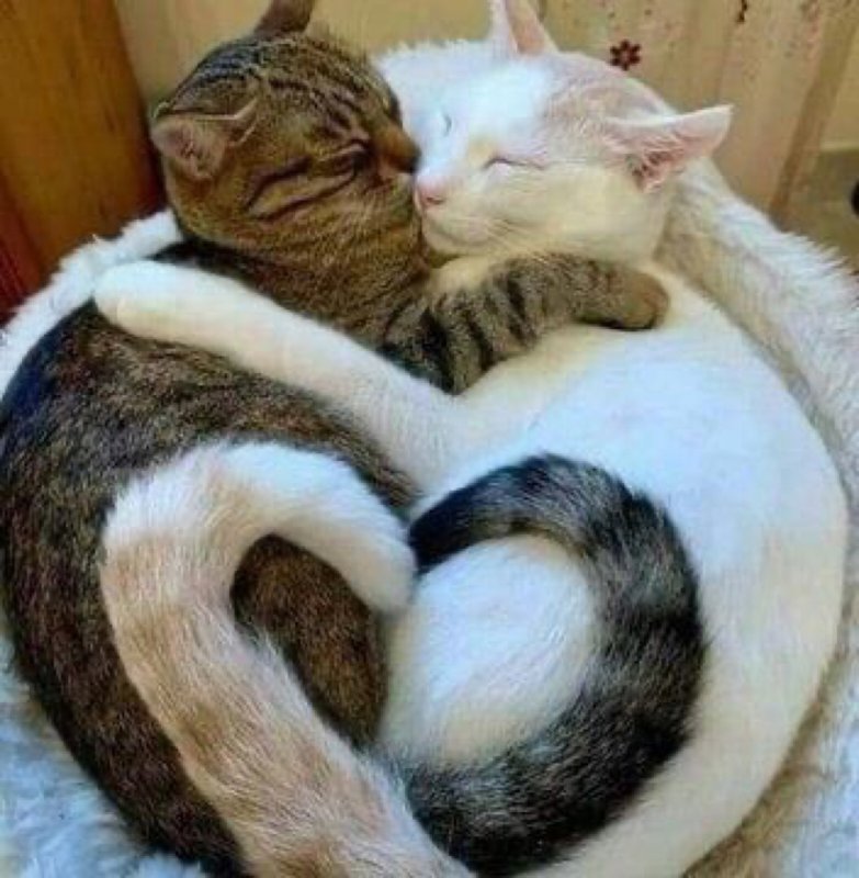 Коты с хвостами сердечком