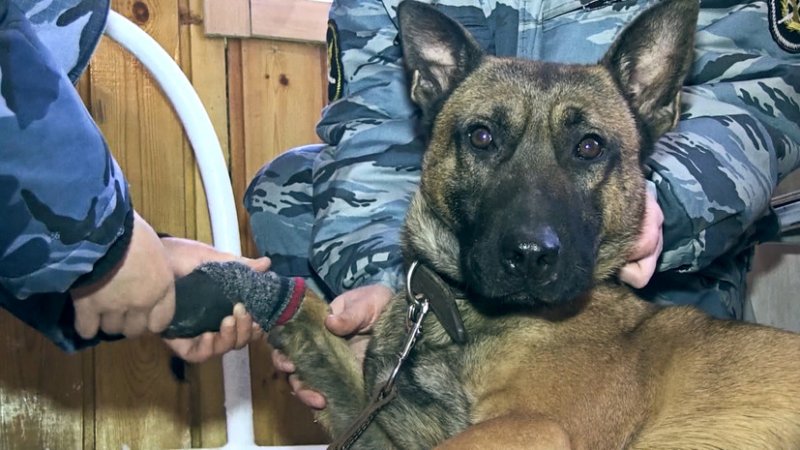 Немецкая овчарка в тюрьме