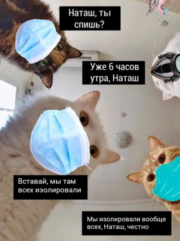 Наташа и коты мемы