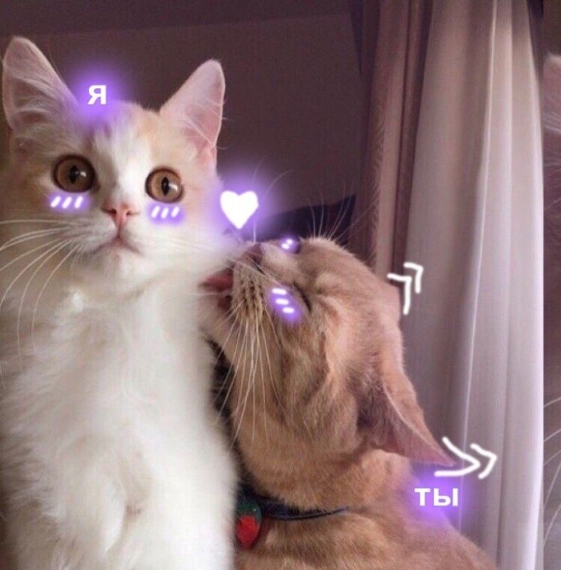 Милый котик