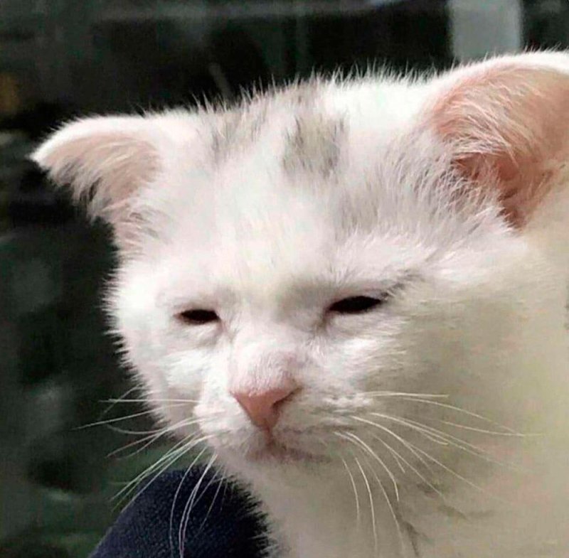 Уставший кот