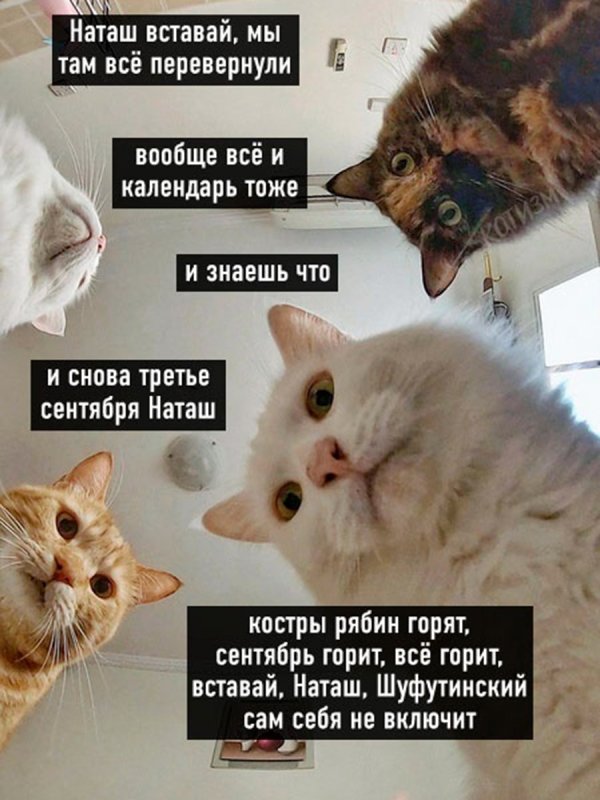 Коты Наташа 3 сентября