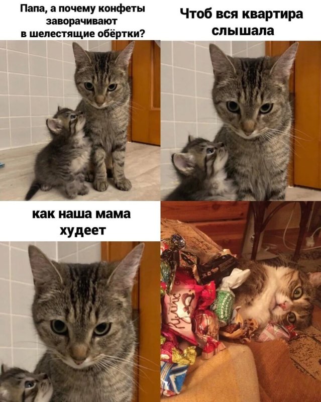Мемы с котамb
