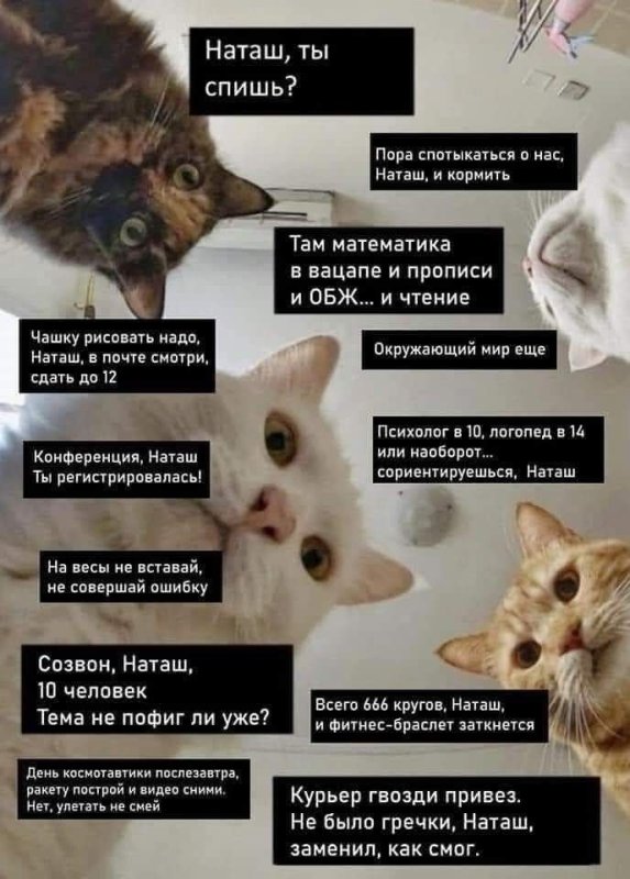 Мемы с котиками