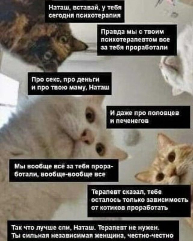 Мемы с кошками