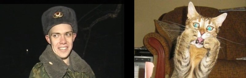 Спасатель кота солдат