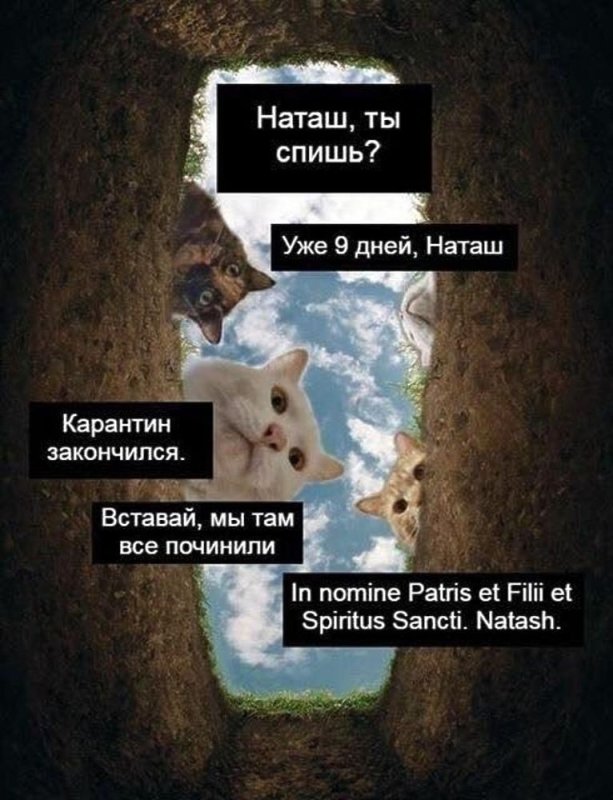 Наташа и коты мемы