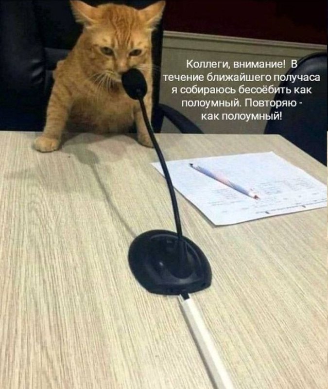 Кошка с микрофоном