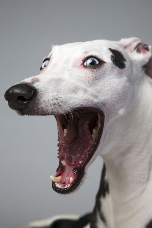 Уиппет собака