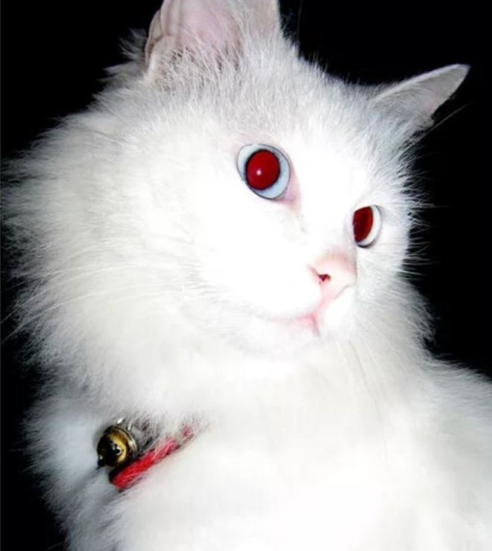 Сибирская ангора альбинос