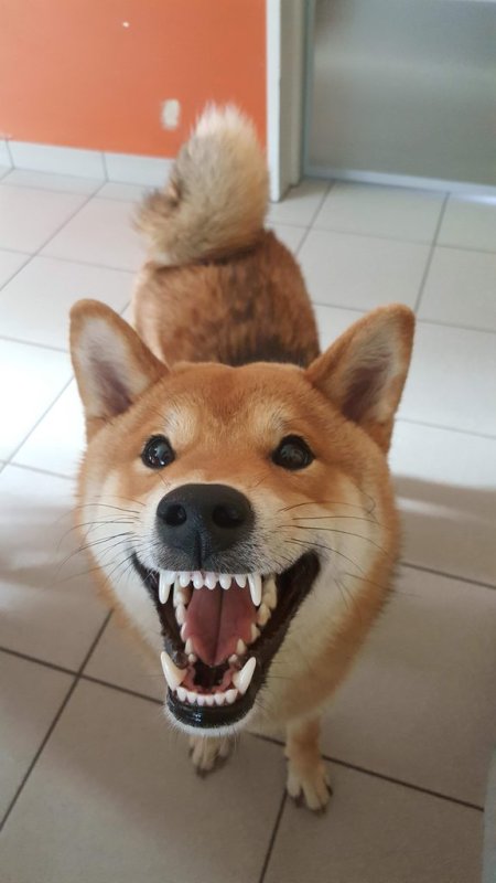 Сиба-ину Догги