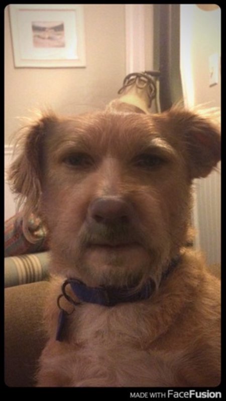 Со ака с лицом человека