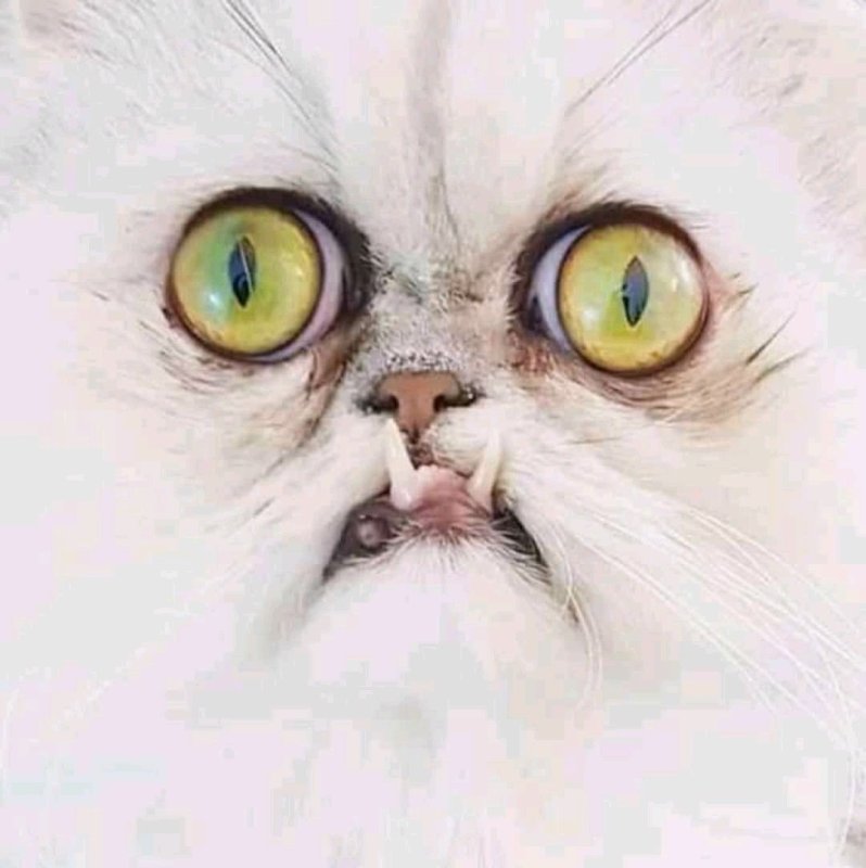 Кот Персидская шиншилла Вилфред